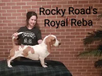 AKC Chip, a male Basset Hound for sale in Kansas City, KS – Photo 6 of 7