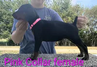 European Pink Collar Female, a female Doberman Pinscher for sale in Kansas City, KS – 2 of 5
