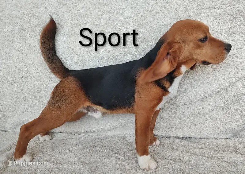 Sport – Beagle puppy for sale in Kansas City, KS