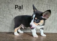 Pal, a male Australian Cattle Dog and Pembroke Welsh Corgi for sale in Kansas City, KS – 2 of 5