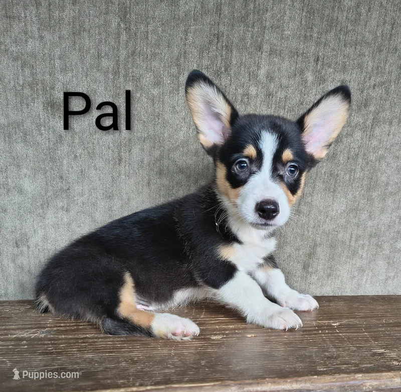 Pal – Australian Cattle Dog, Pembroke Welsh Corgi puppy for sale in Kansas City, KS