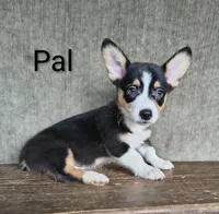 Pal, a male Australian Cattle Dog and Pembroke Welsh Corgi for sale in Kansas City, KS – 1 of 5