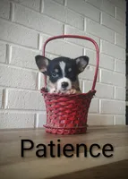 Patience , a female Australian Cattle Dog and Pembroke Welsh Corgi for sale in Kansas City, KS – 5 of 7
