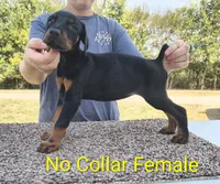 European No Collar Female, a female Doberman Pinscher for sale in Kansas City, KS – 5 of 7