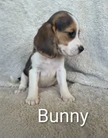Bunny, a female Beagle for sale in Kansas City, KS – 2 of 3