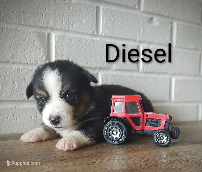 Diesel – Australian Cattle Dog, Pembroke Welsh Corgi puppy for sale in Kansas City, KS