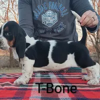 AKC T-Bone, a male Basset Hound for sale in Kansas City, KS – Photo 2 of 6