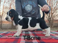 AKC T-Bone, a male Basset Hound for sale in Kansas City, KS – Photo 4 of 6