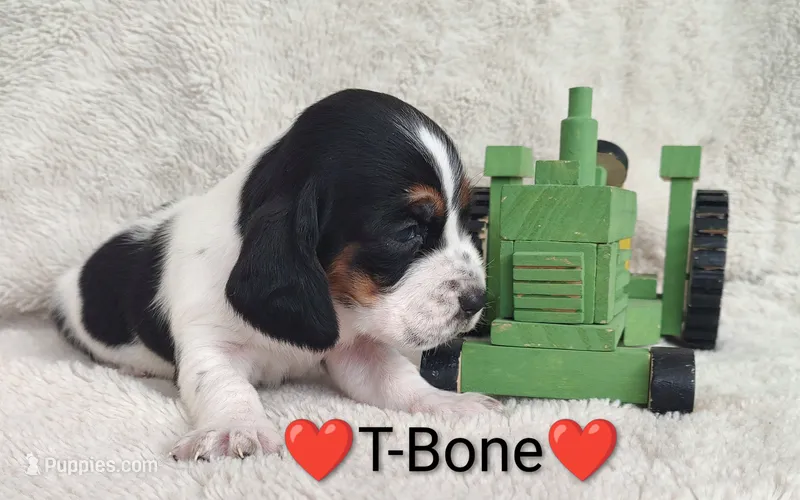 AKC T-Bone