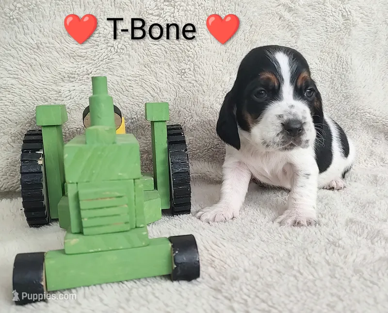 AKC T-Bone
