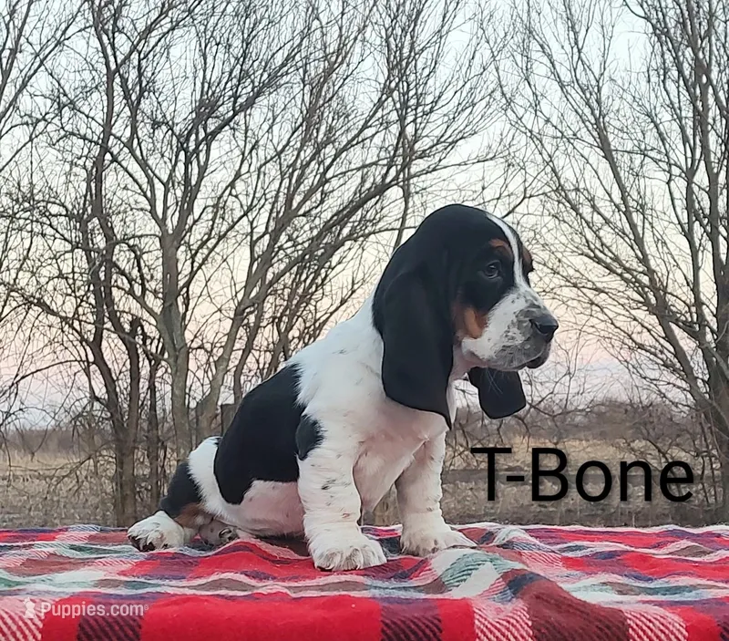 AKC T-Bone – Basset Hound puppy for sale in Kansas City, KS
