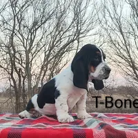AKC T-Bone, a male Basset Hound for sale in Kansas City, KS – Photo 1 of 6