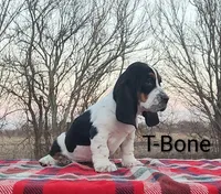 AKC T-Bone, a male Basset Hound for sale in Kansas City, KS – Photo 3 of 6