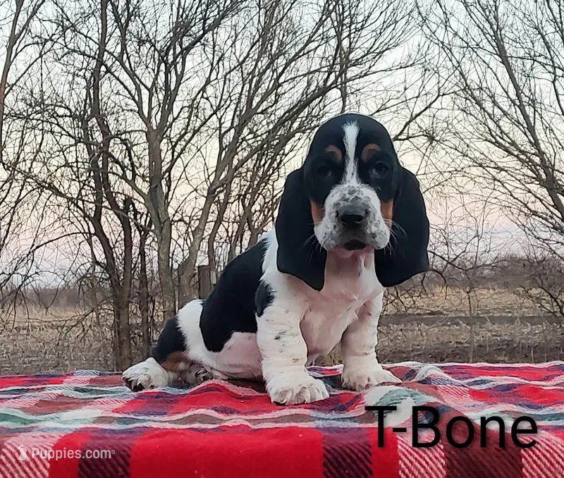 AKC T-Bone
