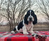 AKC T-Bone, a male Basset Hound for sale in Kansas City, KS – Photo 1 of 6