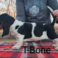 AKC T-Bone, a male Basset Hound for sale in Kansas City, KS – Photo 4 of 6