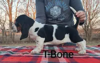 AKC T-Bone, a male Basset Hound for sale in Kansas City, KS – Photo 2 of 6