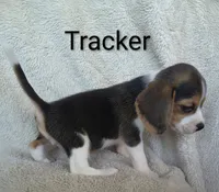Tracker , a male Beagle for sale in Kansas City, KS – 1 of 3