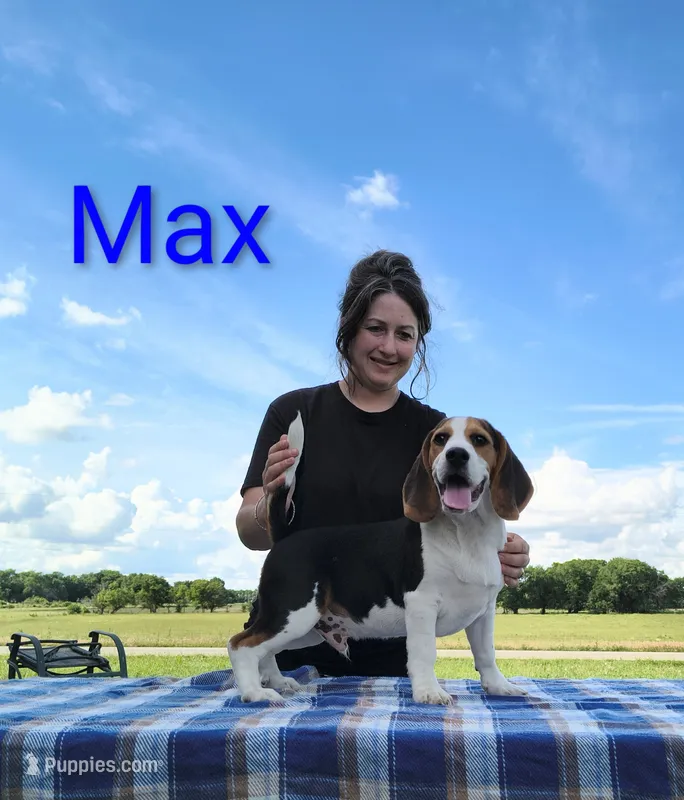 Max – Beagle puppy for sale in Kansas City, KS