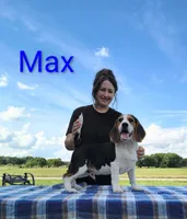 Max, a male Beagle for sale in Kansas City, KS – 3 of 3