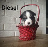 Diesel, a male Australian Cattle Dog and Pembroke Welsh Corgi for sale in Kansas City, KS – 3 of 5