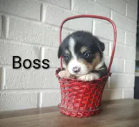 Boss, a male Australian Cattle Dog and Pembroke Welsh Corgi for sale in Kansas City, KS – 3 of 7