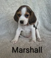 Marshall , a male Beagle for sale in Kansas City, KS – 3 of 3