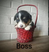 Boss, a male Australian Cattle Dog and Pembroke Welsh Corgi for sale in Kansas City, KS – 2 of 7
