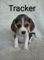 Tracker , a male Beagle for sale in Kansas City, KS – 2 of 3