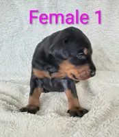 European Female 1, a female Doberman Pinscher for sale in Kansas City, KS – 4 of 6