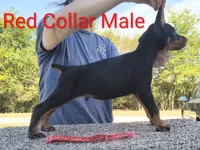 European Red Collar Male, a male Doberman Pinscher for sale in Kansas City, KS – 3 of 5