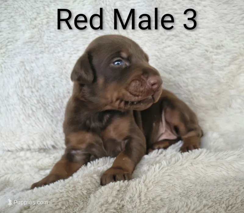 European Male 3 – Doberman Pinscher puppy for sale in Kansas City, KS