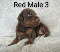 European Male 3, a male Doberman Pinscher for sale in Kansas City, KS – 1 of 4