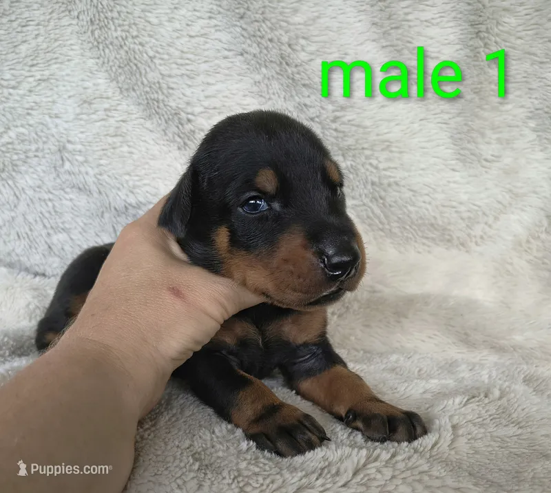 European Male 1 – Doberman Pinscher puppy for sale in Kansas City, KS