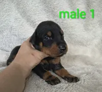 European Male 1, a male Doberman Pinscher for sale in Kansas City, KS – 2 of 4