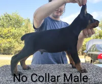 European No Collar Male, a male Doberman Pinscher for sale in Kansas City, KS – 3 of 5
