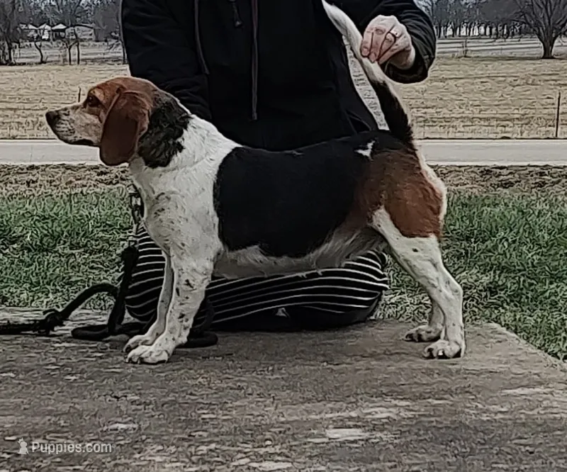 AKC Nemo  – Beagle puppy for sale in Kansas City, KS