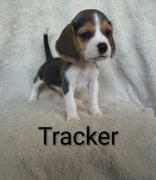 Tracker , a male Beagle for sale in Kansas City, KS – 3 of 3