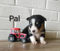 Pal, a male Australian Cattle Dog and Pembroke Welsh Corgi for sale in Kansas City, KS – 4 of 6