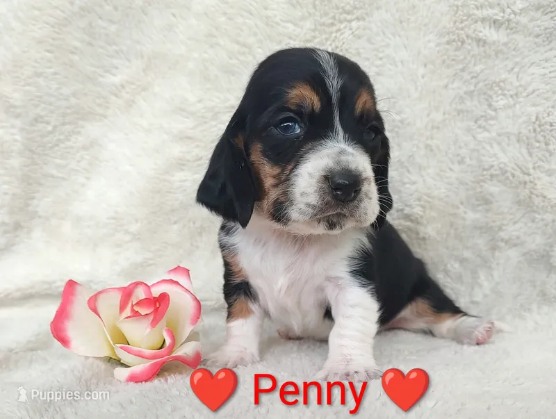 AKC Penny