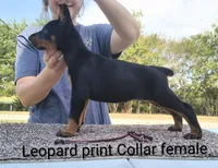 European Leopard print collar female , a female Doberman Pinscher for sale in Kansas City, KS – 3 of 5