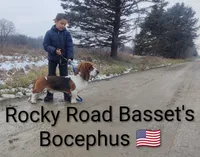 AKC Ruby, a female Basset Hound for sale in Kansas City, KS – Photo 3 of 4