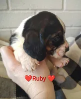 AKC Ruby, a female Basset Hound for sale in Kansas City, KS – Photo 2 of 4