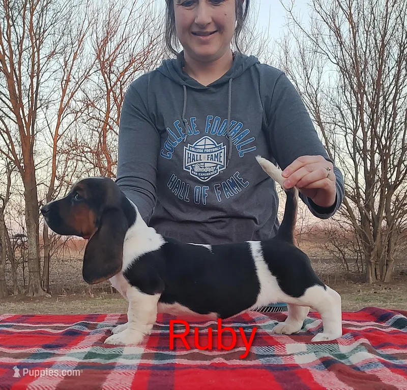AKC Ruby, a female Basset Hound for sale in Kansas City, KS – Photo 1 of 3