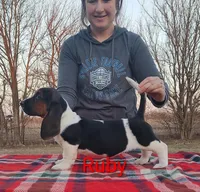 AKC Ruby, a female Basset Hound for sale in Kansas City, KS – Photo 1 of 3