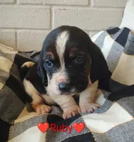 AKC Ruby, a female Basset Hound for sale in Kansas City, KS – Photo 1 of 4