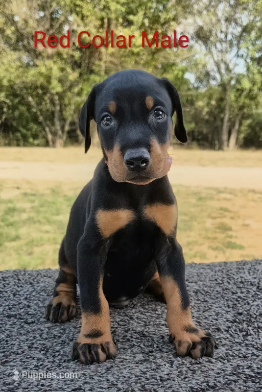 European Red Collar Male – Doberman Pinscher puppy on hold in Kansas City, KS