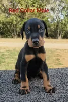 European Red Collar Male, a male Doberman Pinscher for sale in Kansas City, KS – 1 of 5
