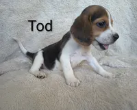 Tod, a male Beagle for sale in Kansas City, KS – 3 of 4