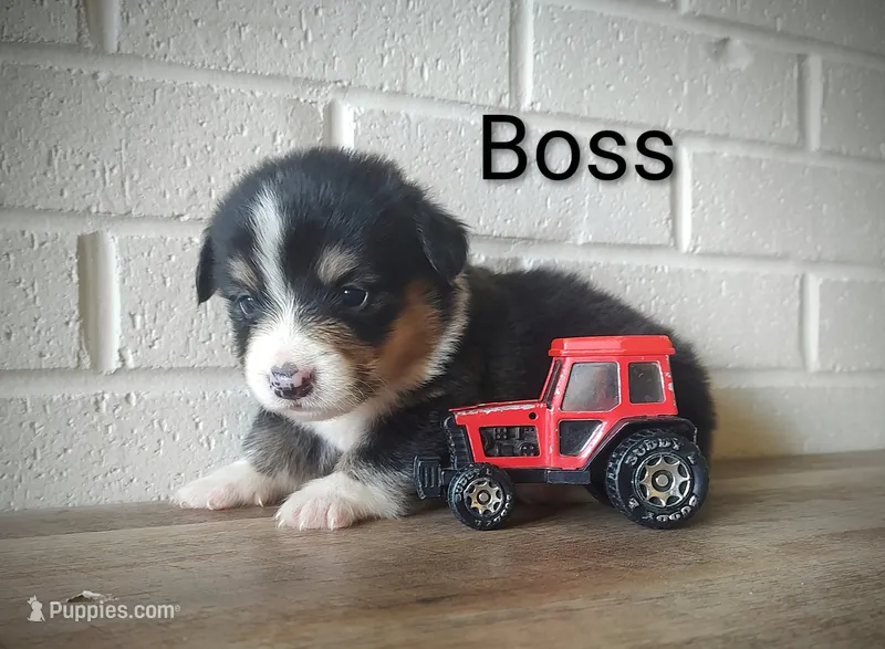 Boss – Australian Cattle Dog, Pembroke Welsh Corgi puppy for sale in Kansas City, KS